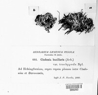 Cladonia bacillaris image